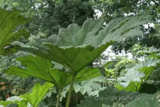 Gunnera manicata