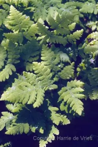 Gymnocarpium dryopt. 'Plumosum'