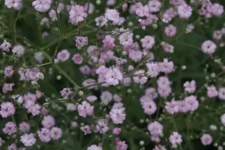 Gypsophila paniculata 'Flamingo'