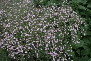 Gypsophila paniculata 'Flamingo'