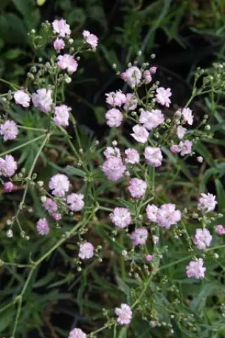 Gypsophila paniculata 'Maytime'