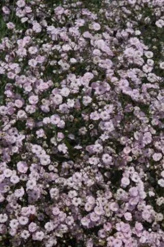 Gypsophila paniculata 'Pink Festival'