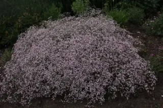 Gypsophila paniculata 'Pink Festival'