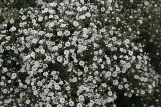 Gypsophila paniculata 'Summer Sparkles'