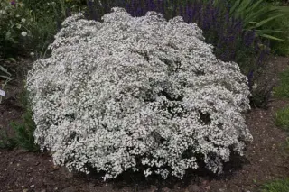 Gypsophila paniculata 'Summer Sparkles'