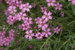 Gypsophila repens 'Rosa Schönheit'