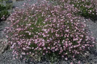 Gypsophila repens 'Rosa Schönheit'
