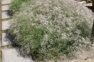 Gypsophila 'Rosenschleier'