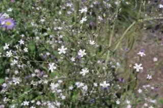 Gypsophila zhegulensis