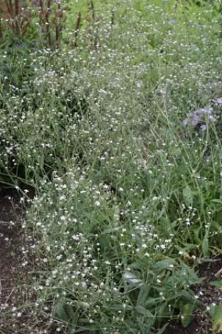 Gypsophila zhegulensis
