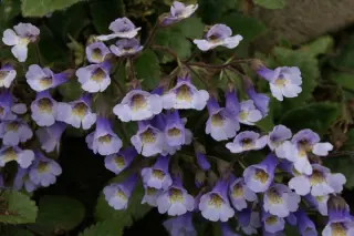 Haberlea rhodopensis