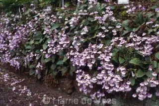 Haberlea rhodopensis