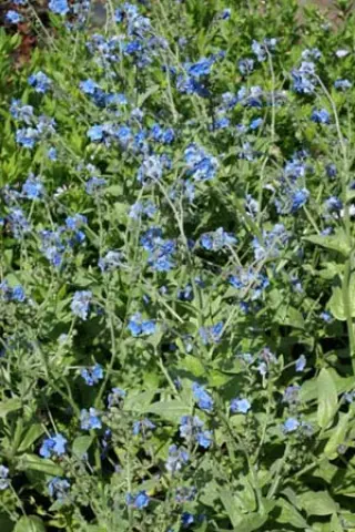 Hackelia floribunda