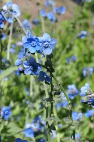 Hackelia floribunda
