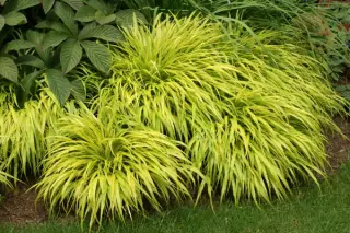 Hakonechloa macra 'Allgold'