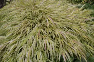 Hakonechloa macra 'Aureola'