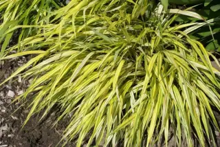 Hakonechloa macra 'Stripe It Rich'