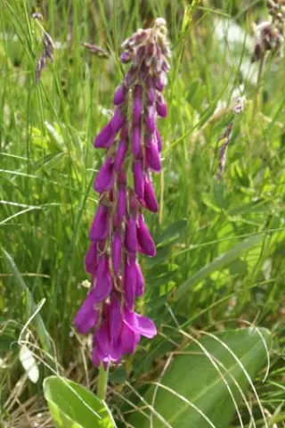 Hedysarum hedysaroides