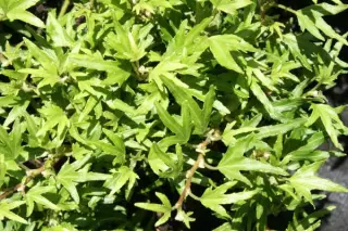 Hedera helix 'Dyinni'