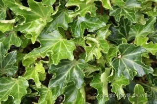 Hedera helix 'Ivalace'