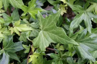 Hedera helix 'Ritterkreuz'