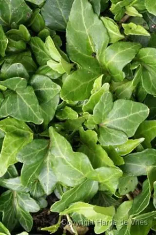 Hedera helix 'Shamrock'