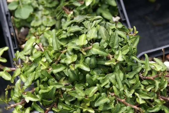 Hedera helix 'Spetchley' - Nursery De Hessenhof