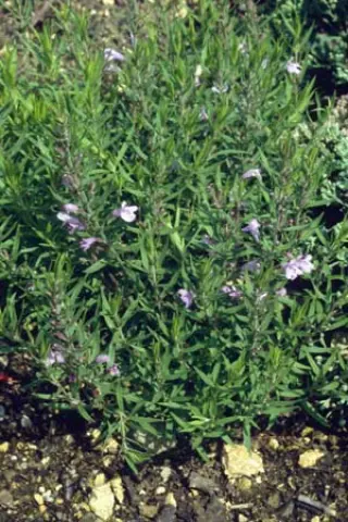 Hedeoma hyssopifolia
