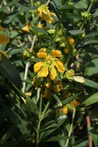 Heimia salicifolia