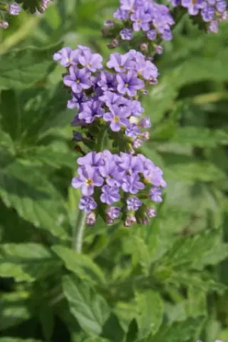 Heliotropium amplexicaule