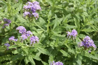 Heliotropium amplexicaule
