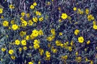 Helianthus angustifolius
