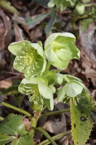 Helleborus argutifolius 'Little Erbert'