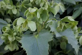 Helleborus argutifolius 'Silver Lace'