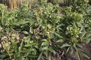 Helleborus argutifolius