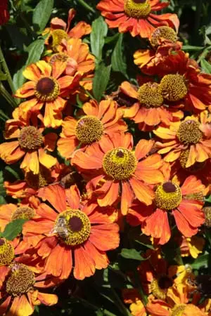 Helenium 'Baudirektor Linne'
