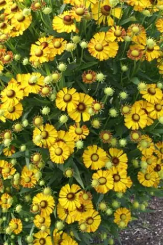 Helenium 'Beatrice'