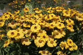 Helenium 'Brandend Zand'