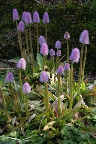Helonias bullata