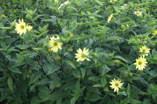 Helianthus 'Carine'