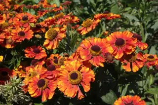 Helenium 'Chelsea'