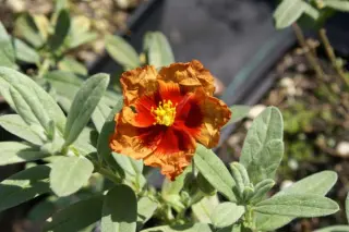 Helianthemum 'Chocolate Blotch'