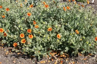 Helianthemum 'Chocolate Blotch'