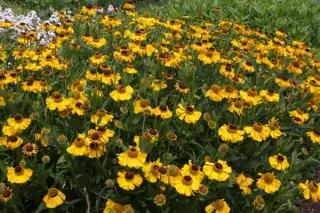 Helenium 'El Dorado'