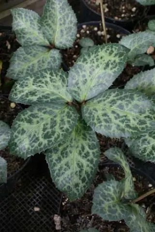 Helleborus x ericsmithii 'Winter Moonbeam'