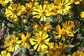 Helenium 'Fancy Fan'