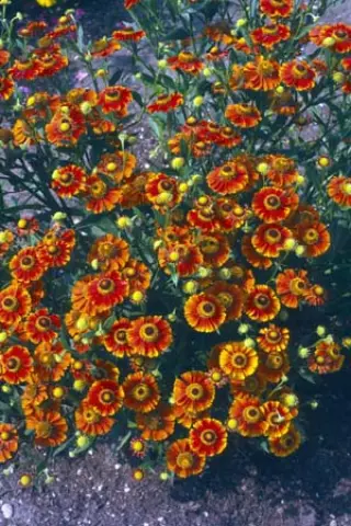Helenium 'Flammendes Käthchen'