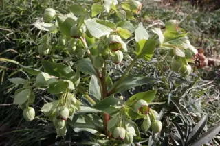 Helleborus foetidus vorm
