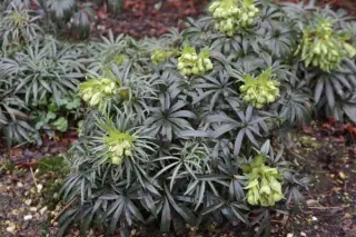 Helleborus foetidus 'Sopron'