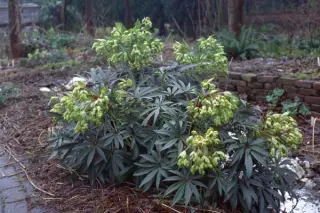 Helleborus foetidus 'Wester Flisk'